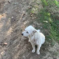 دو تا سگ ماده|سگ|رستمکلا, |دیوار