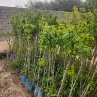 فروش نهال گلدانی همراهی