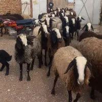 45 راس میش بردار درشت