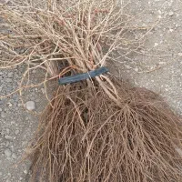 نهال انگور شاهرودی و گزندایی