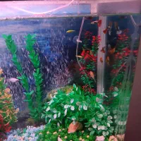 آکواریوم زیبا و با آرامش|ماهی|مشهد, چهارچشمه|دیوار
