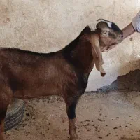 کره نر