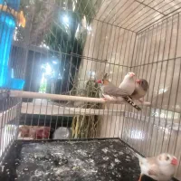 فنچ|پرنده|هشتگرد, هشتگرد قدیم|دیوار