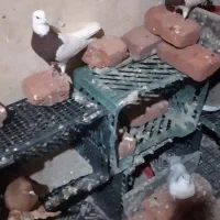 طوقی  وقرمز پا پر ویک جفت عرب سیاه