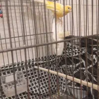 قناری و سهره|پرنده|اسلامشهر, شهرک مهدیه|دیوار