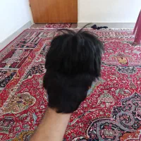 کلاه گیس مردانه|آرایشی، بهداشتی، درمانی|کازرون, |دیوار