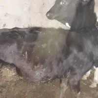 گاو جوان با دوتا گوساله  نرو ماده