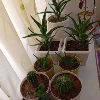 گل های اپارتمانی زیبا