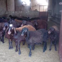 فروش بره ماده درجه یک افشار|حیوانات مزرعه|ملکان, |دیوار