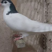 ۳عدد خال سیاه ماده