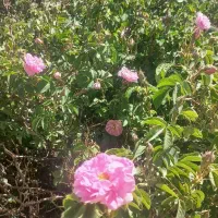 باغ گل محمدی|فروش زمین و ملک کلنگی|کاشان, فاز ۱ ناجی آباد|دیوار