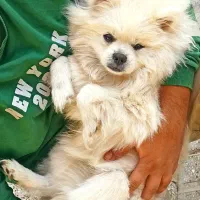 سگ پامر خرسی نر|سگ|مشهد, حرم مطهر رضوی|دیوار