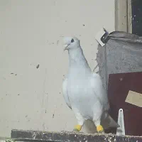 دم‌سفید شامی هفت رنگ|پرنده|مشهد, نوید|دیوار