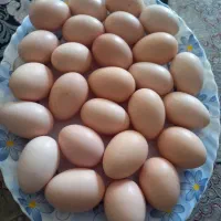 تخم لاری|حیوانات مزرعه|نجفآباد, یزدانشهر|دیوار