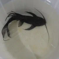 ماهی لجن خوار کت وارونه