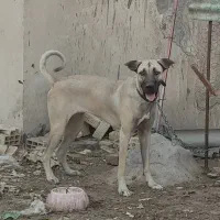 سگ سرابی اصیل