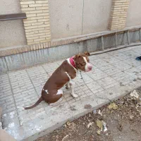 واگذا ی سگ پیت بول|سگ|اصفهان, بهارستان|دیوار