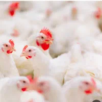 نیازمند کارگرمرغداری