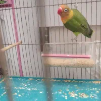 طوطی برزیلی سالم سرحال مطالق عکس|پرنده|رشت, شهرک شهید رجایی|دیوار