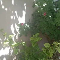 فروش آرد خوشه