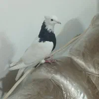 کفتر طوقی ماده