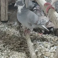 کبوتر