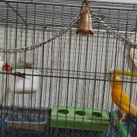 قناری پرتقالی کلکسیونی آنتیک قواره دار خوش رخ|پرنده|شهریار, شهریار|دیوار