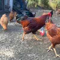 تعدادی خروس|حیوانات مزرعه|رامسر, |دیوار