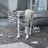 توله سرابی نر ۵ماهه بشرط