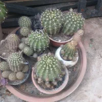 گل و گیاه وگلدان