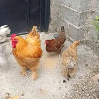 یک خروس نژاد برهماو دو جوجه نیمچه نژاد لهستانی