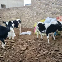 ۵راس گوساله ماده یک راس سمینتال ۴راس هولشتاین|حیوانات مزرعه|تاکستان, |دیوار