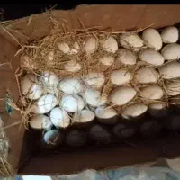 تخم غاز تعداد بالا