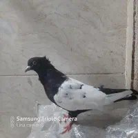 کبوتر|حیوانات|اهواز, کارون|دیوار