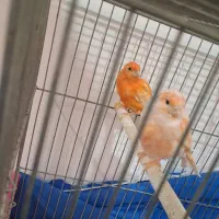 قناری نر و ماده|پرنده|گلپایگان, |دیوار