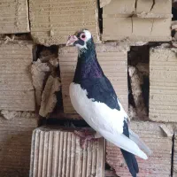 سار سبز مسافتی مینا کرمانی یهودی کویتی|پرنده|مه ولات, |دیوار