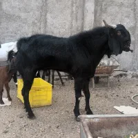 نر بز پاکستانی