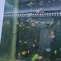 ماهی آکواریومی|ماهی|رشت, آب و برق|دیوار