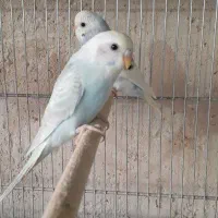 مرغ عشق جوجه|پرنده|کاشان, شهرک انقلاب|دیوار