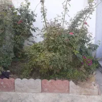 واحد مستقل ۶۰متری حیاط مشترک درمحبوبی قائم۲تک خواب|اجارهٔ خانه و ویلا|بابلسر, |دیوار