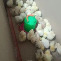 جوجه برهما لایت