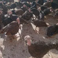 جوجه بوقلمون ب|حیوانات مزرعه|کنگاور, |دیوار