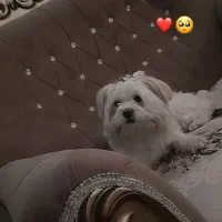 سگ ماده شیتزو