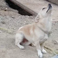 سگ پامر روباهی|سگ|همدان, |دیوار