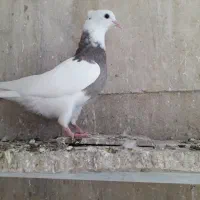 کبوتر طوقی و کله ای و کاشونی