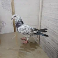 کبوتر سوسکی خوش خال پرشی ماده