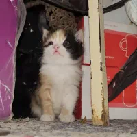 یک عدد بچه گربه ناز