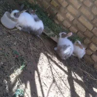 خرگوشلوپ