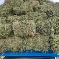 یونجه درجه یک خراسان ساقه ریزخشک خشک