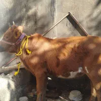 گوساله فروشی